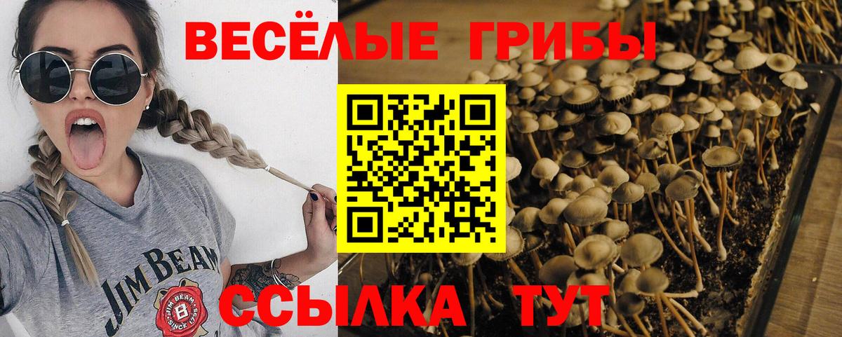 Чайковский  Псилоцибиновые грибы MAGIC MUSHROOMS  Вход с VPN  Галлюциногенные грибы Cubensis 